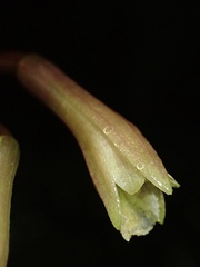 Monophyllorchis maculata