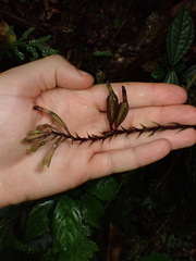 Monophyllorchis maculata