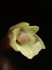 Monophyllorchis maculata