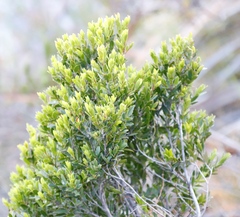Diospyros glabra