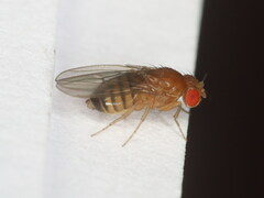 Drosophila melanogaster