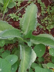 Kalanchoe laetivirens