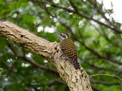 Dryobates spilogaster