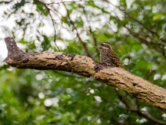 Dryobates spilogaster
