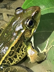 Lithobates taylori