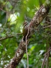 Dryobates spilogaster