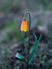Fritillaria pudica