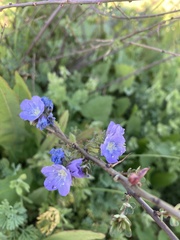 Phacelia ciliata