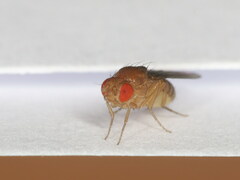Drosophila melanogaster