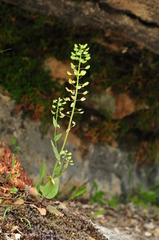 Noccaea perfoliata
