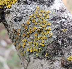 Lecanora fulvastra