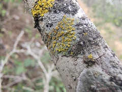 Lecanora fulvastra
