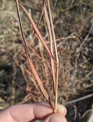 Bothriochloa longipaniculata