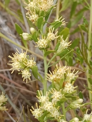 Baccharis linearifolia