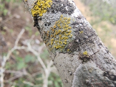 Lecanora fulvastra