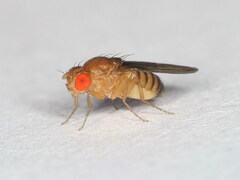 Drosophila melanogaster
