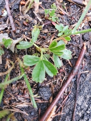 Sibbaldiopsis tridentata