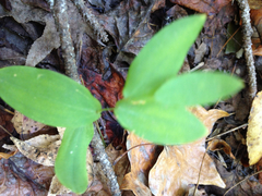 Uvularia perfoliata