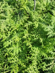 Phacelia tanacetifolia