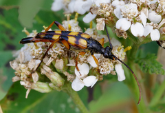 Strangalia attenuata