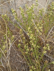 Baccharis linearifolia