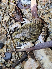 Platyplectrum ornatum