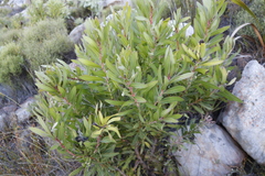 Protea lepidocarpodendron