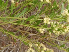 Baccharis linearifolia