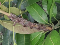 Aetalion reticulatum