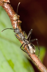 Dolichoderus rugosus