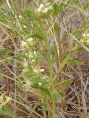 Baccharis linearifolia