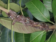 Aetalion reticulatum