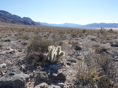 Opuntia diploursina