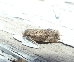 Choristoneura fumiferana