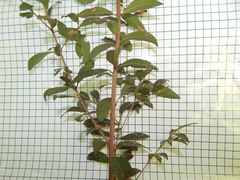 Eugenia pyriformis