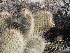 Opuntia diploursina