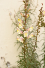 Antirrhinum siculum