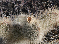 Opuntia diploursina