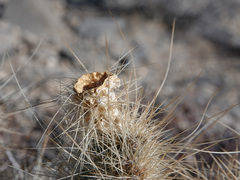Opuntia diploursina