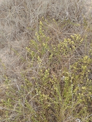 Baccharis linearifolia