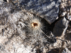 Opuntia diploursina