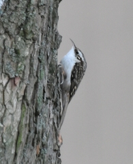 Certhia brachydactyla