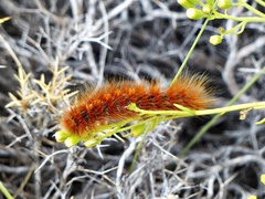 Paracles severa