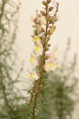 Antirrhinum siculum