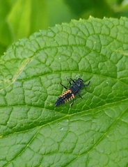 Harmonia axyridis
