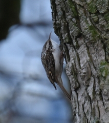 Certhia brachydactyla