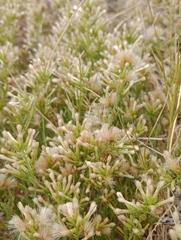 Baccharis linearifolia
