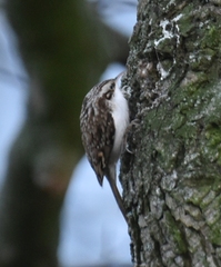 Certhia brachydactyla