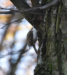 Certhia brachydactyla
