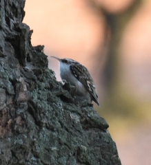 Certhia brachydactyla